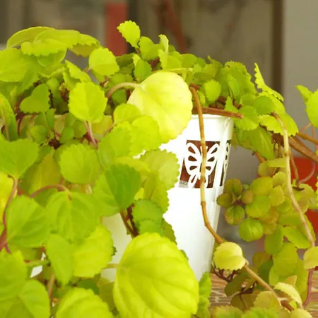 Grand Cap Rooftop Pool Agde