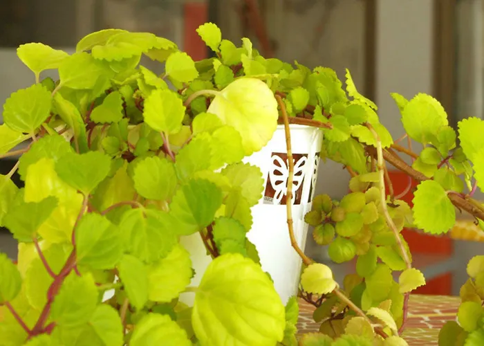 Grand Cap Rooftop Pool Agde