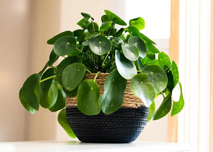 Grand Cap Rooftop Pool Hotel 2*