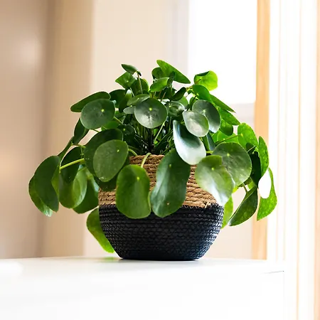 Grand Cap Rooftop Pool Ξενοδοχείο 2*